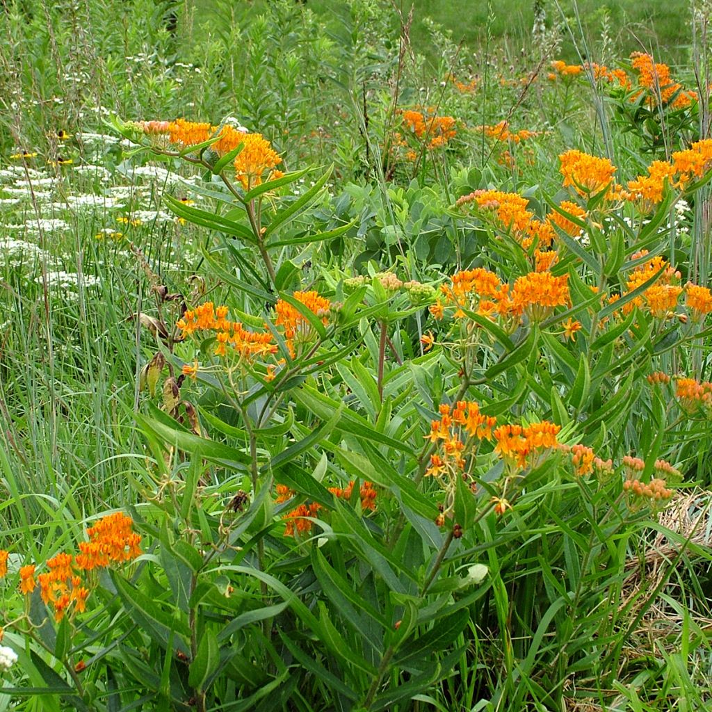 Karvasilkkiyrtti (siemenet) - Asclepias tuberosa