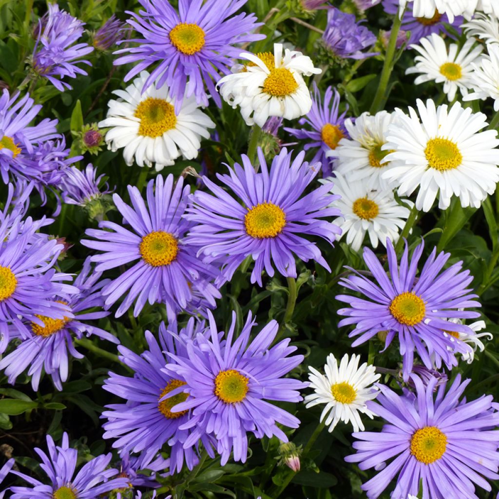 Vuoriasteri (siemenet) - Aster alpinus