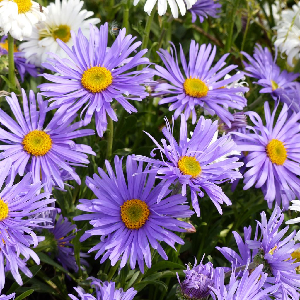 Vuoriasteri Goliath (siemenet)
