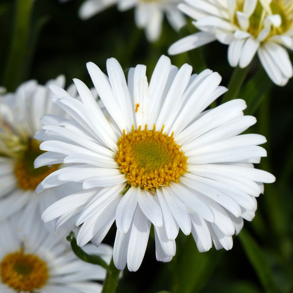 Vuoriasteri White Beauty (siemenet)