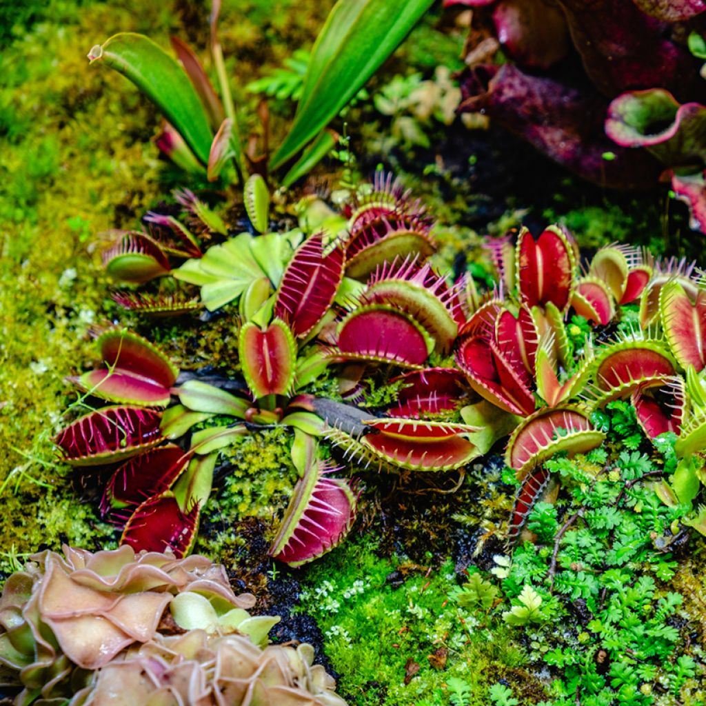 Kärpäsloukku (siemenet) - Dionaea muscipula