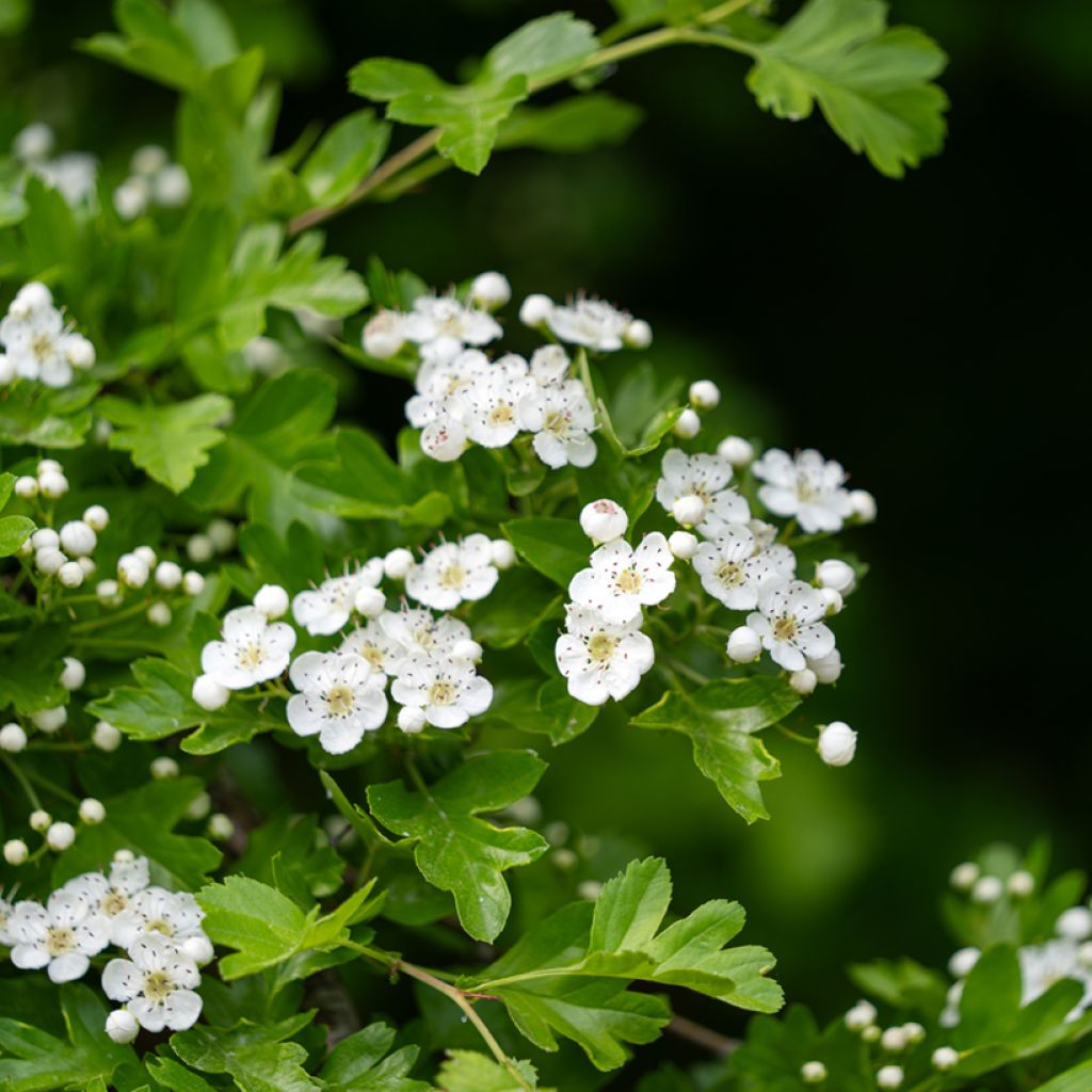 Tylppöorapihlaja (siemenet) - Crataegus monogyna
