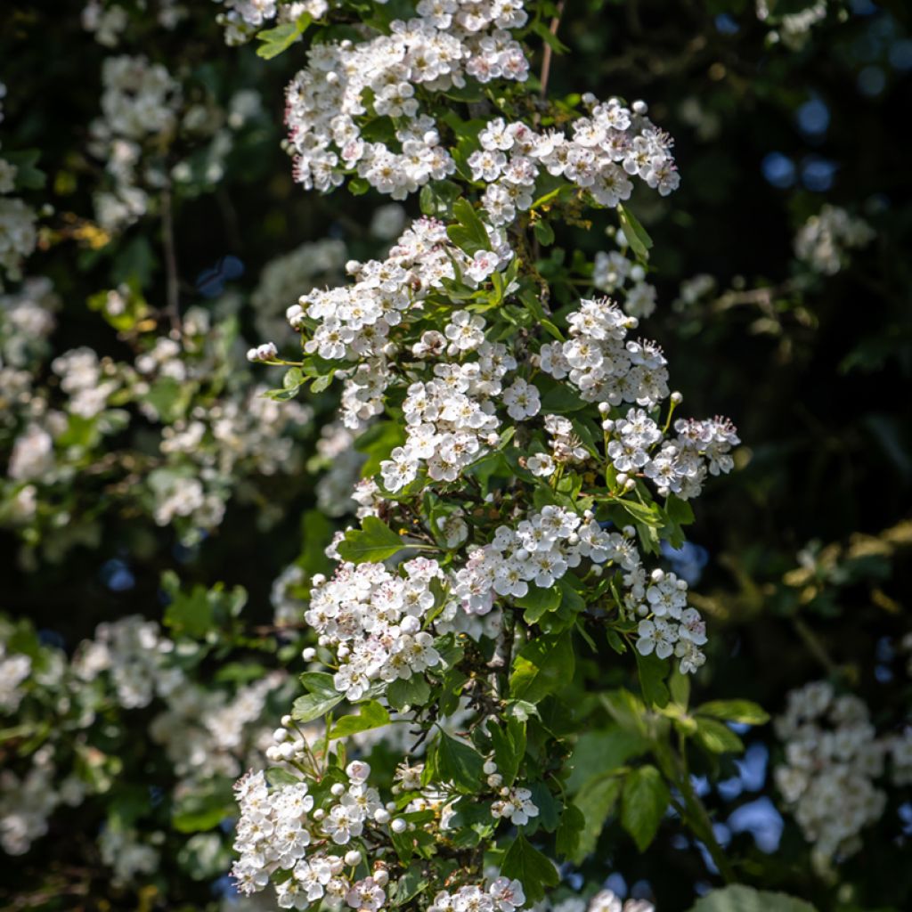 Tylppöorapihlaja (siemenet) - Crataegus monogyna