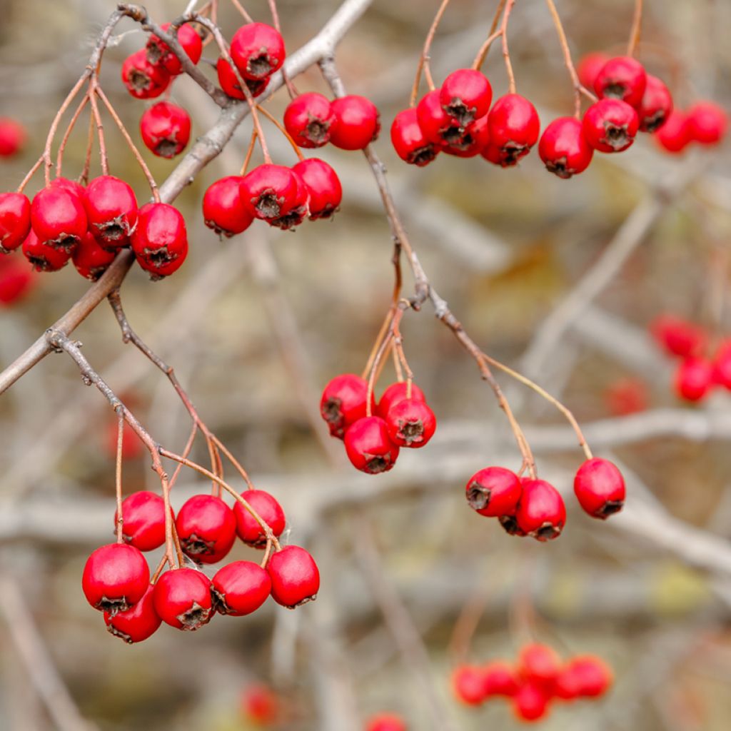 Tylppöorapihlaja (siemenet) - Crataegus monogyna