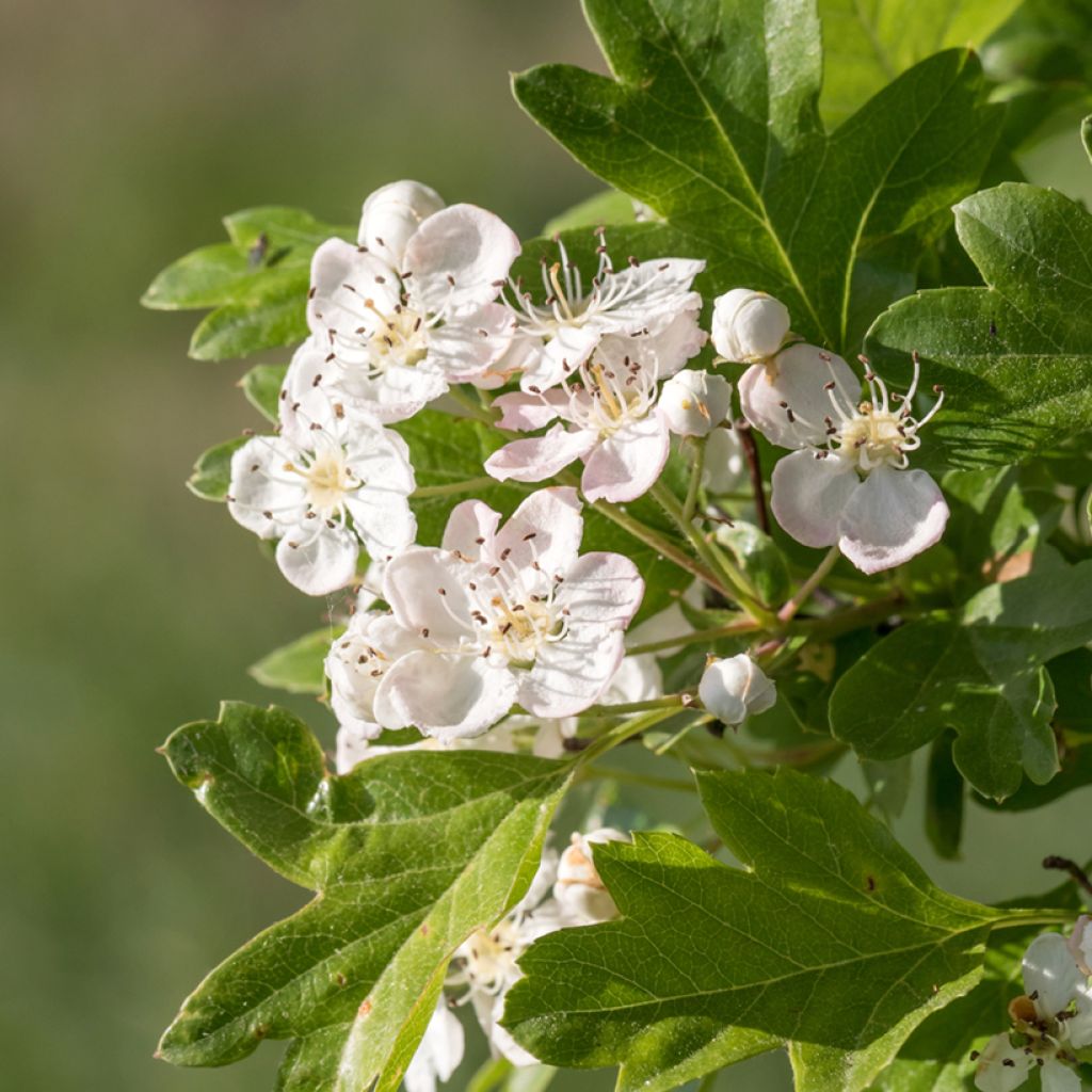 Tylppöorapihlaja (siemenet) - Crataegus monogyna