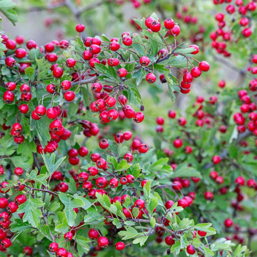 Tylppöorapihlaja (siemenet) - Crataegus monogyna