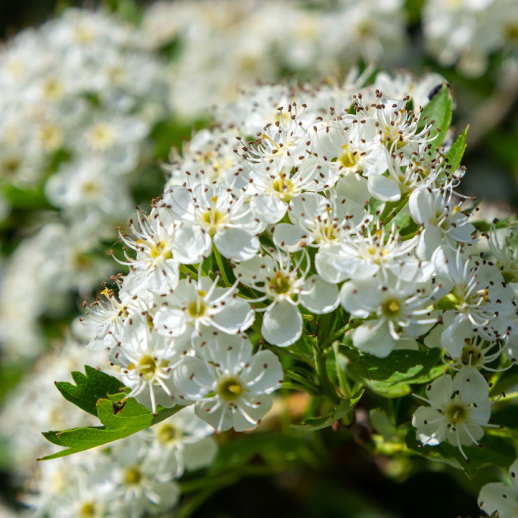 Tylppöorapihlaja (siemenet) - Crataegus monogyna