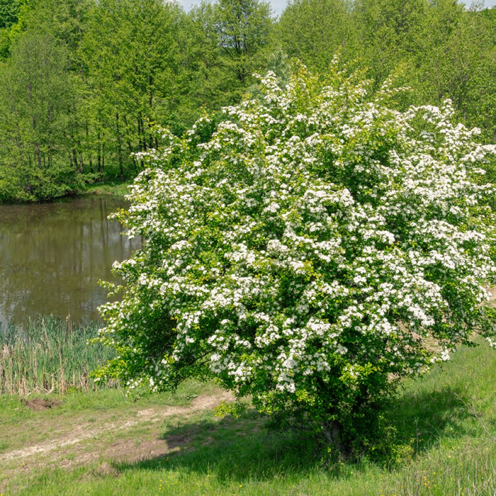 Tylppöorapihlaja (siemenet) - Crataegus monogyna