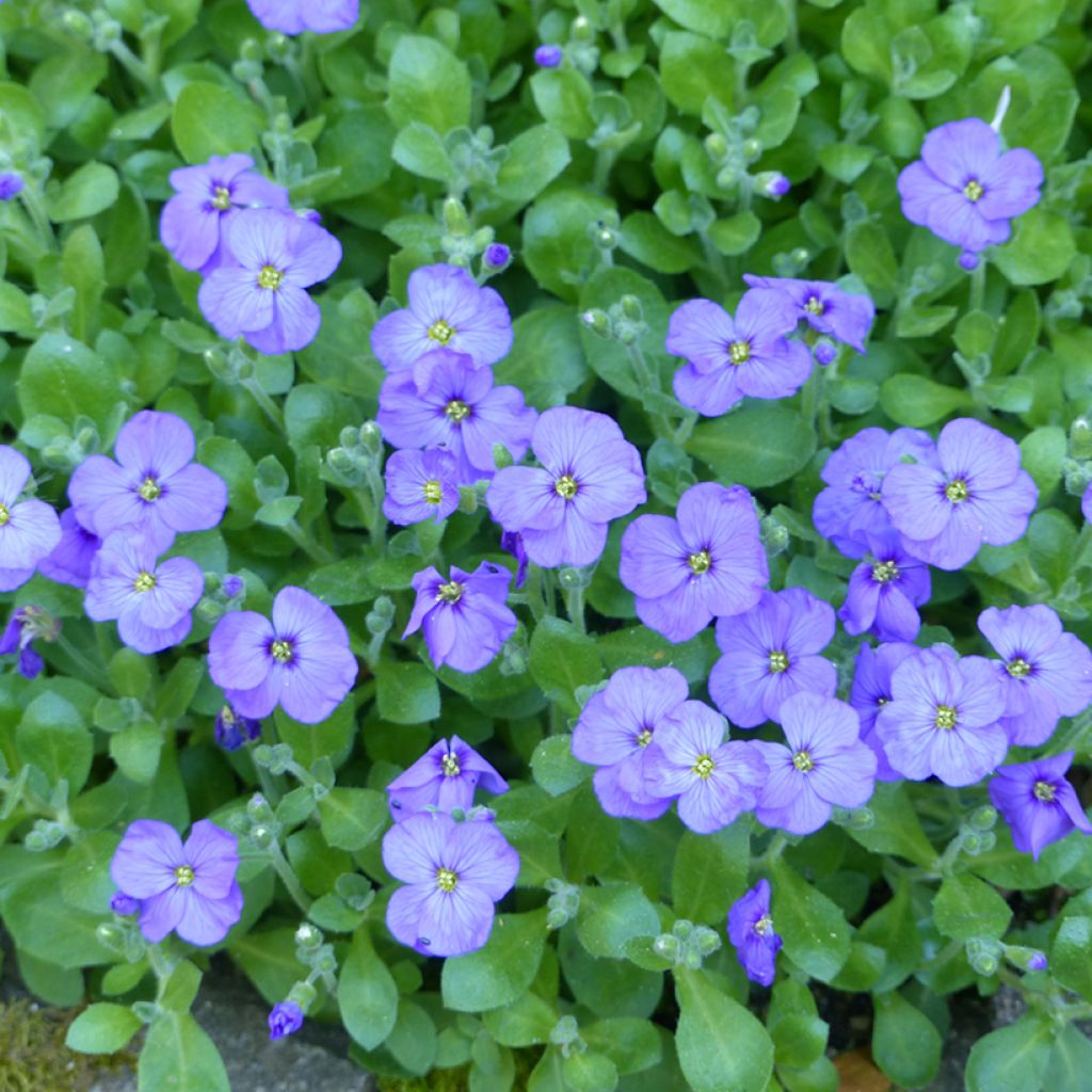 Tarharistikki Royal Blue (siemenet)