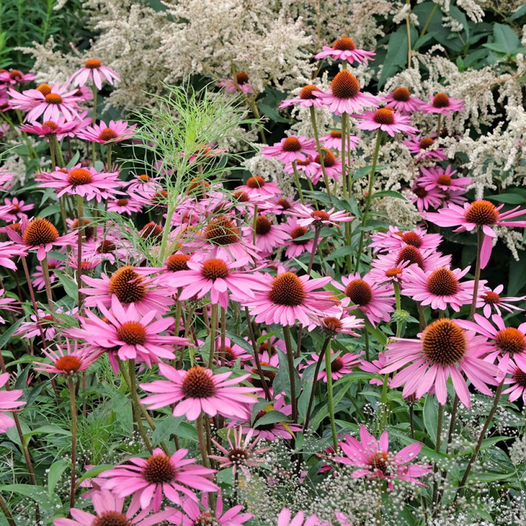 Kaunopunahattu Pink Parasol (siemenet)