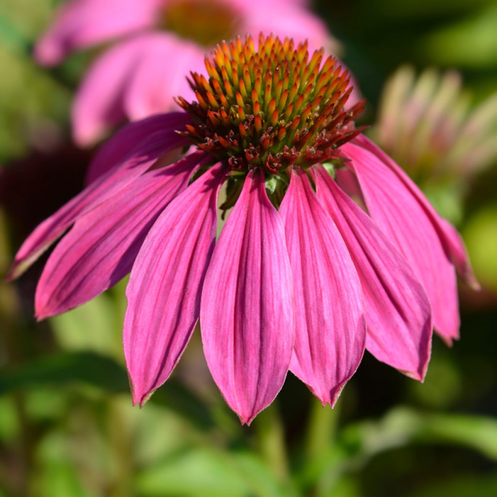 Kaunopunahattu Pow Wow Wild Berry (siemenet)