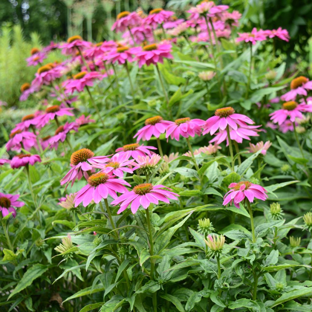 Kaunopunahattu Pow Wow Wild Berry (siemenet)