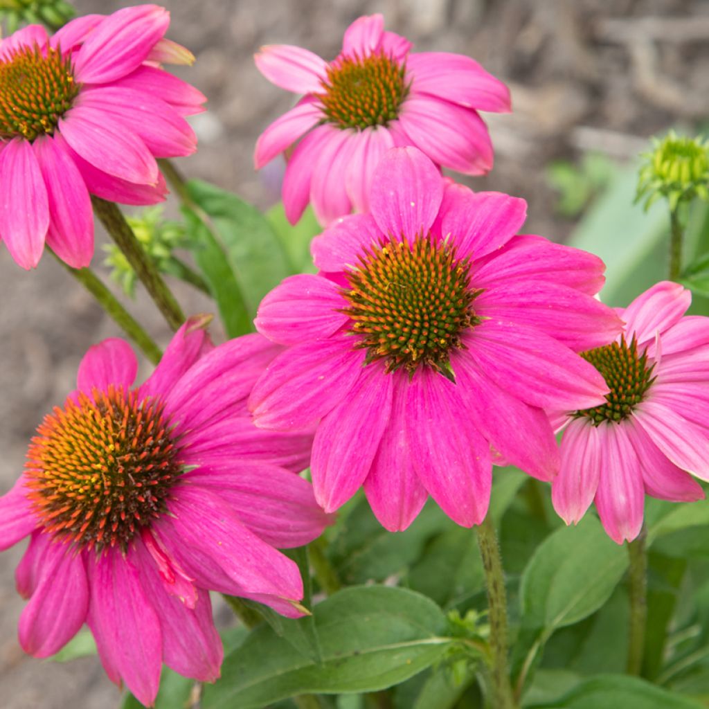 Kaunopunahattu Pow Wow Wild Berry (siemenet)