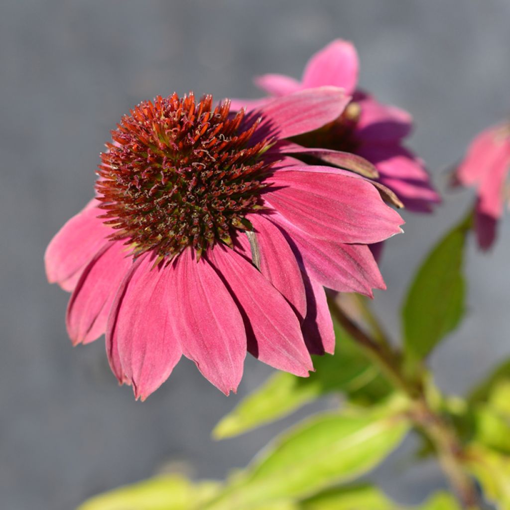 Kaunopunahattu Pow Wow Wild Berry (siemenet)