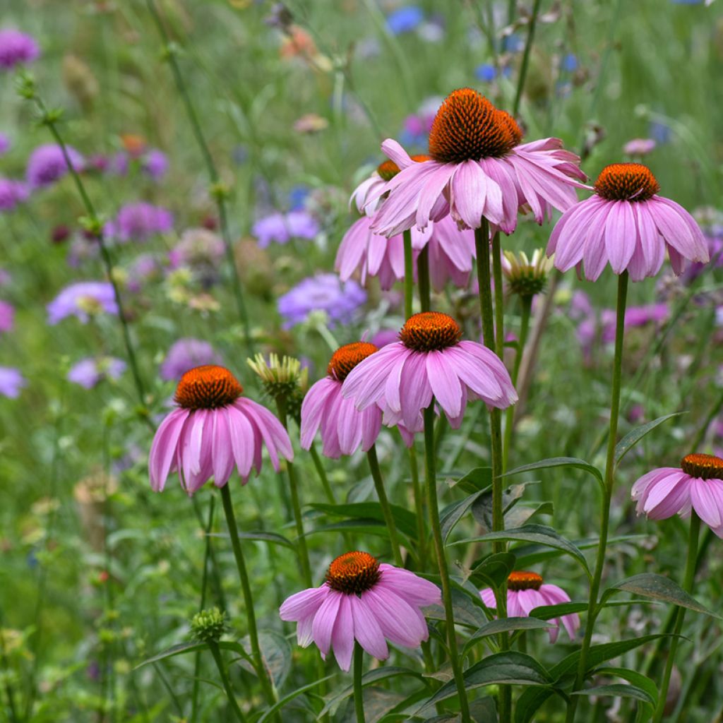 Kaunopunahattu (siemenet) - Echinacea purpurea