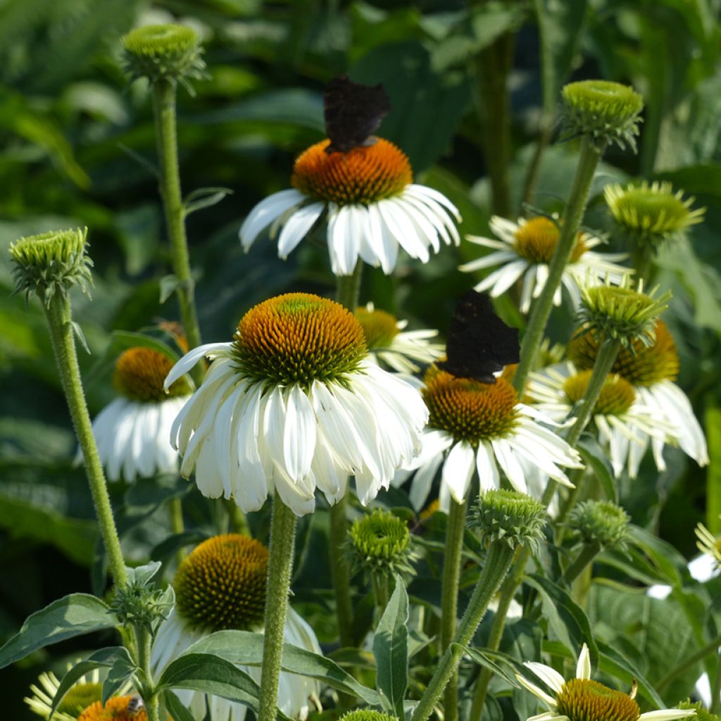 Kaunopunahattu White Swan (siemenet)