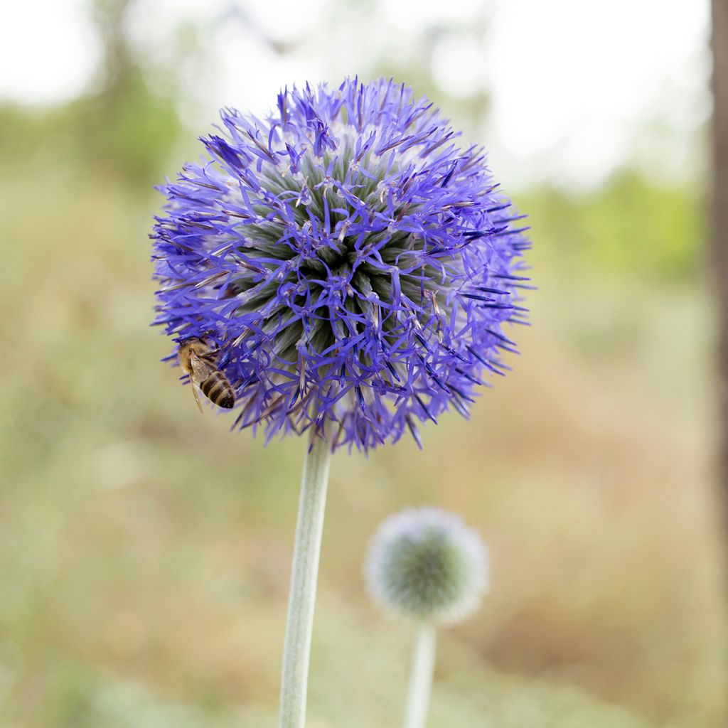 Sinipallo-ohdake Blue Glow (siemenet)