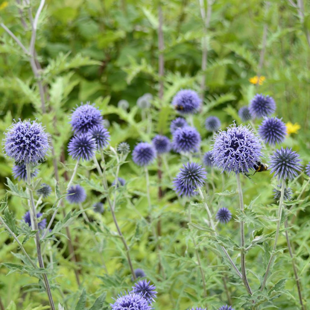 Otapallo-ohdake (siemenet) - Echinops ritro