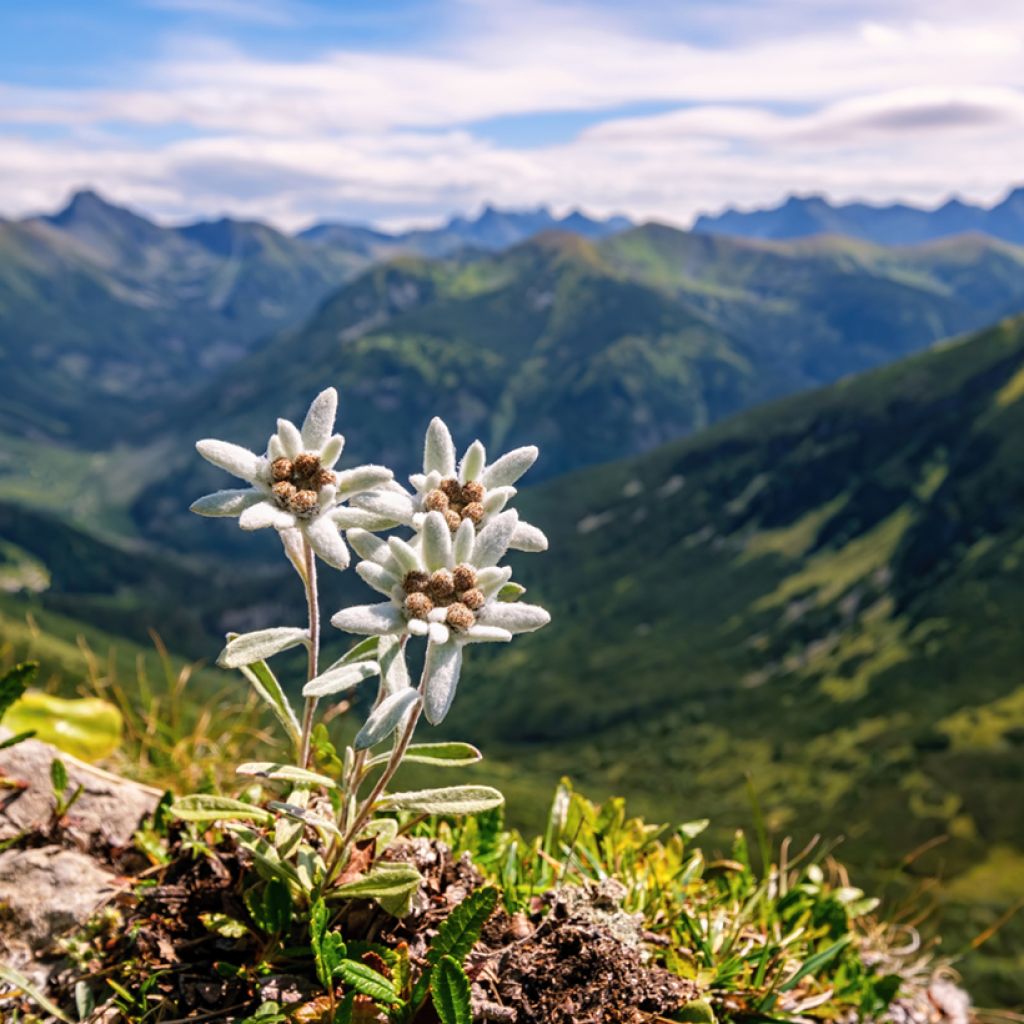 Euroopanalppitähti (siemenet) - Leontopodium alpinum