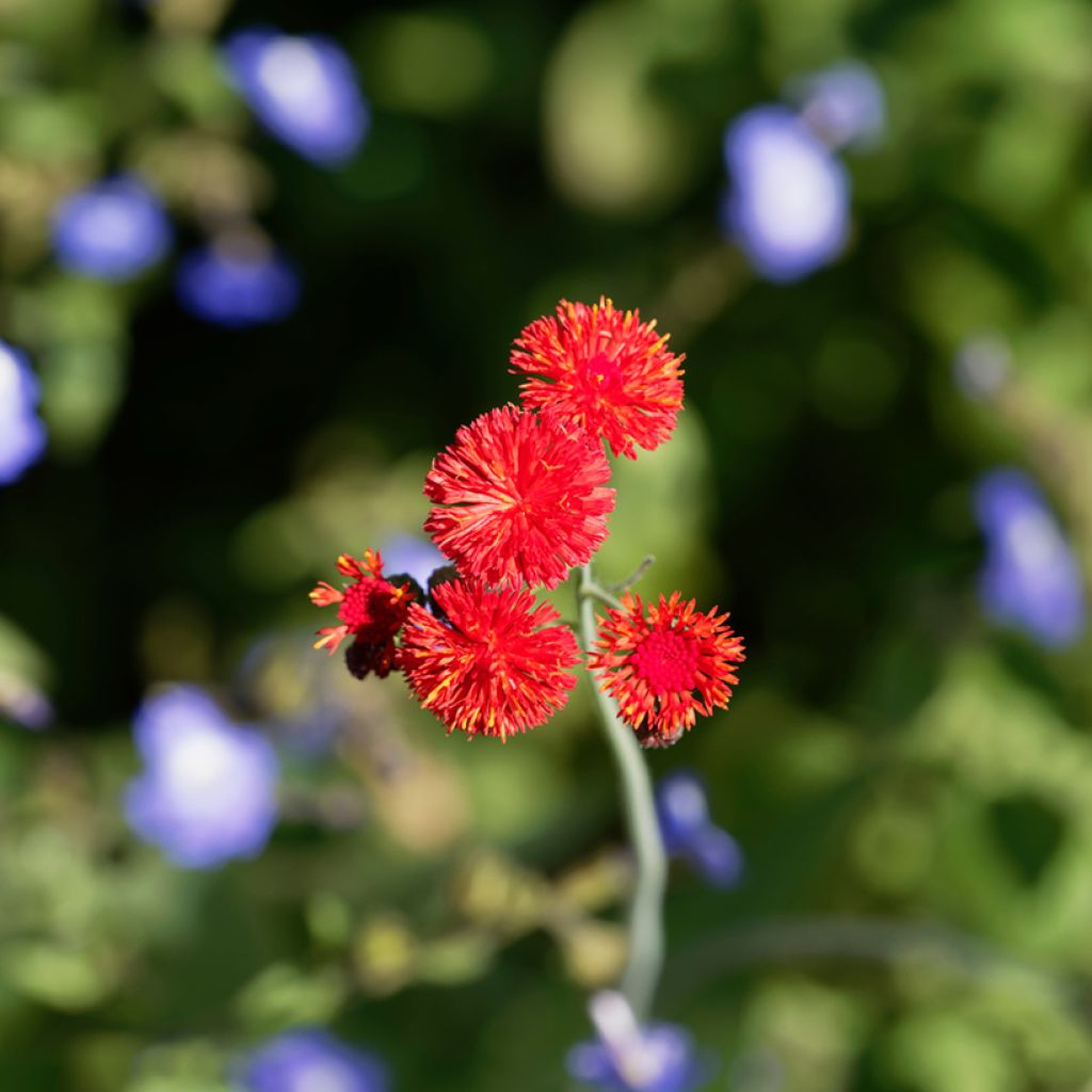 Emilia coccinea Scarlet Magic (siemenet)