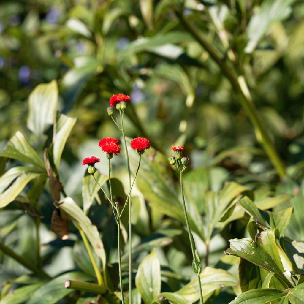 Emilia coccinea Scarlet Magic (siemenet)