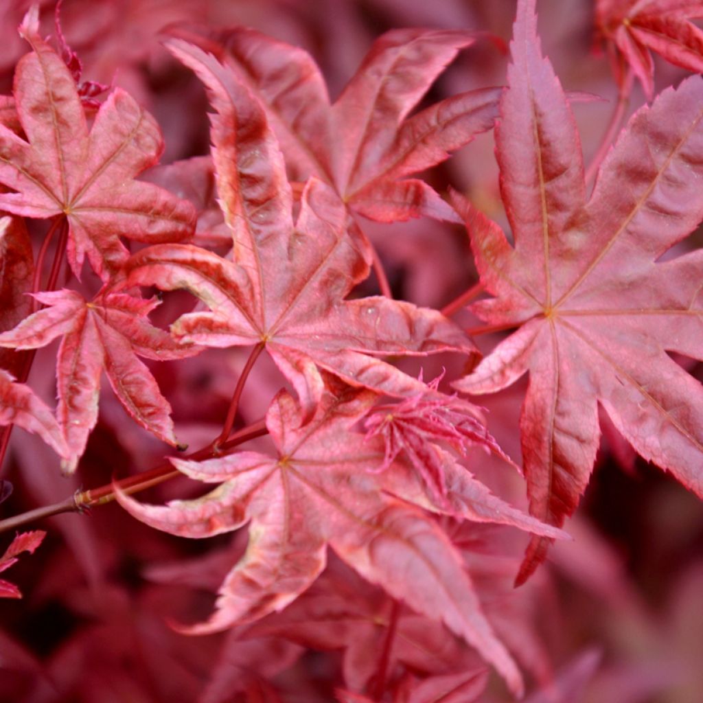 Verijapaninvaahtera Atropurpureum (siemenet)