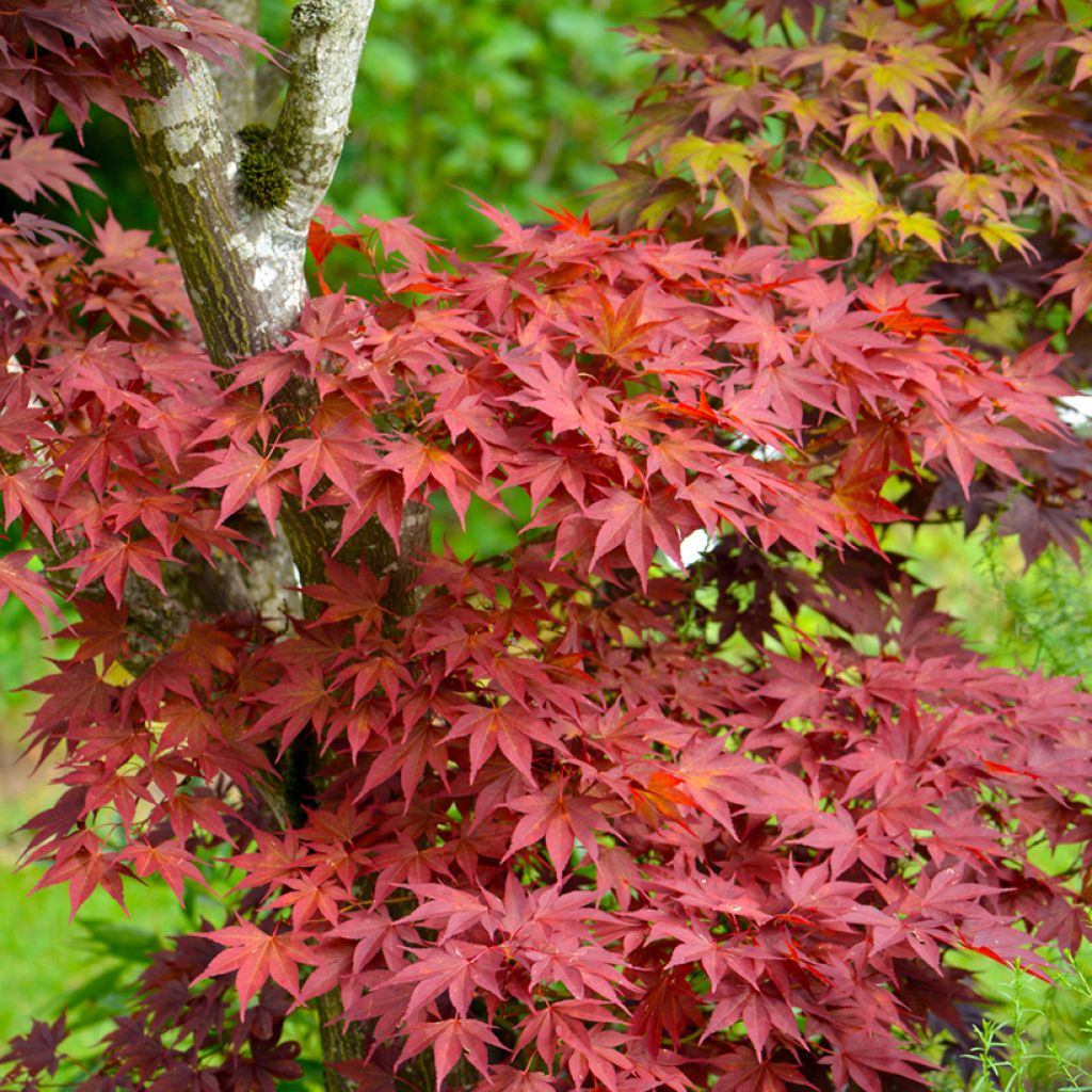 Verijapaninvaahtera Atropurpureum (siemenet)