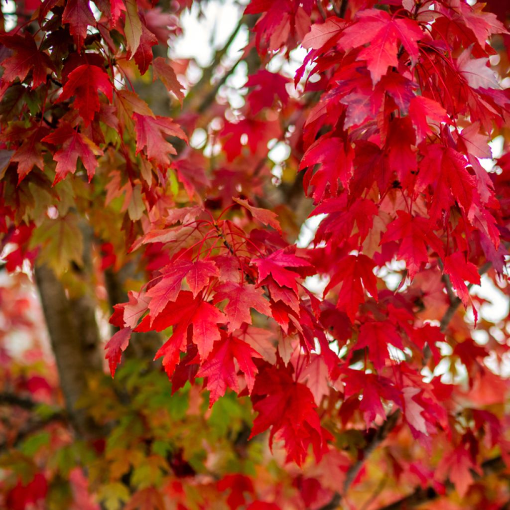 Punavaahtera (siemenet) - Acer rubrum