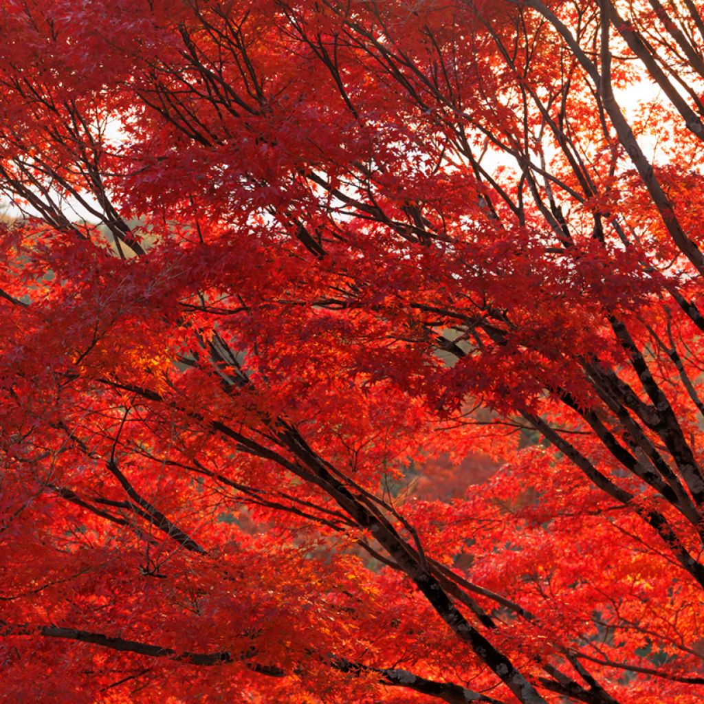 Punavaahtera (siemenet) - Acer rubrum