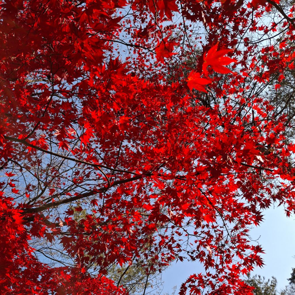 Punavaahtera (siemenet) - Acer rubrum