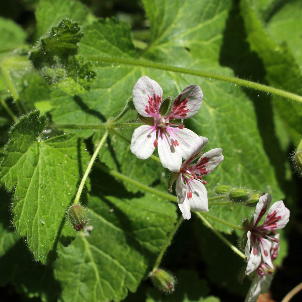 Anatoliankurjennokka Sweetheart (siemenet)
