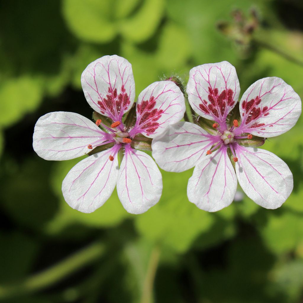 Anatoliankurjennokka Sweetheart (siemenet)