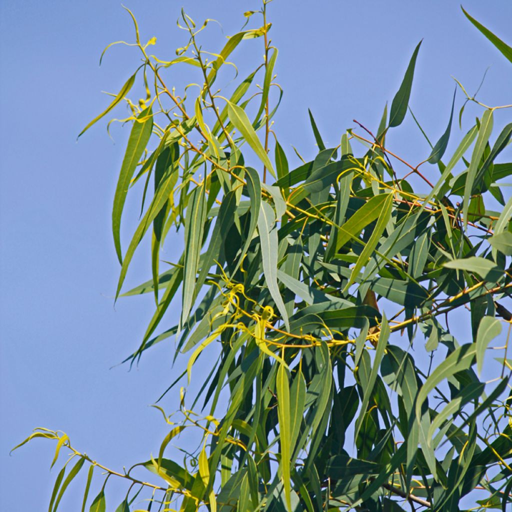 Corymbia citriodora Lemon Bush (siemenet)