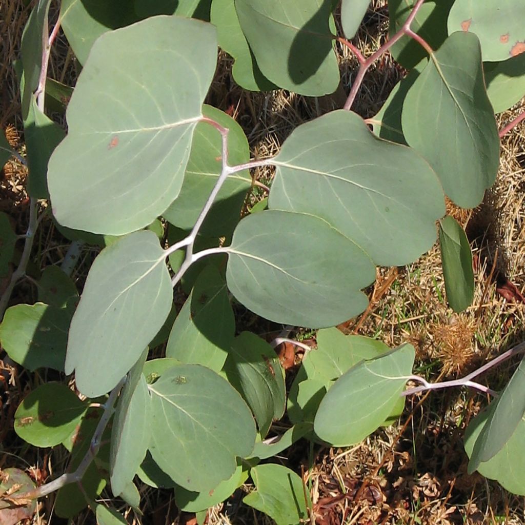Graines d'Eucalyptus polyanthemos