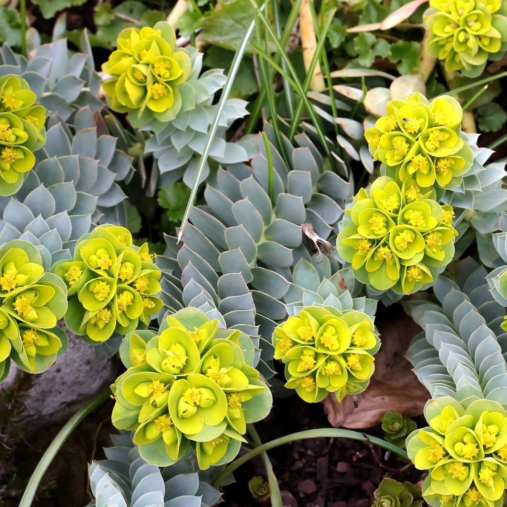 Rentotyräkki (siemenet) - Euphorbia myrsinites