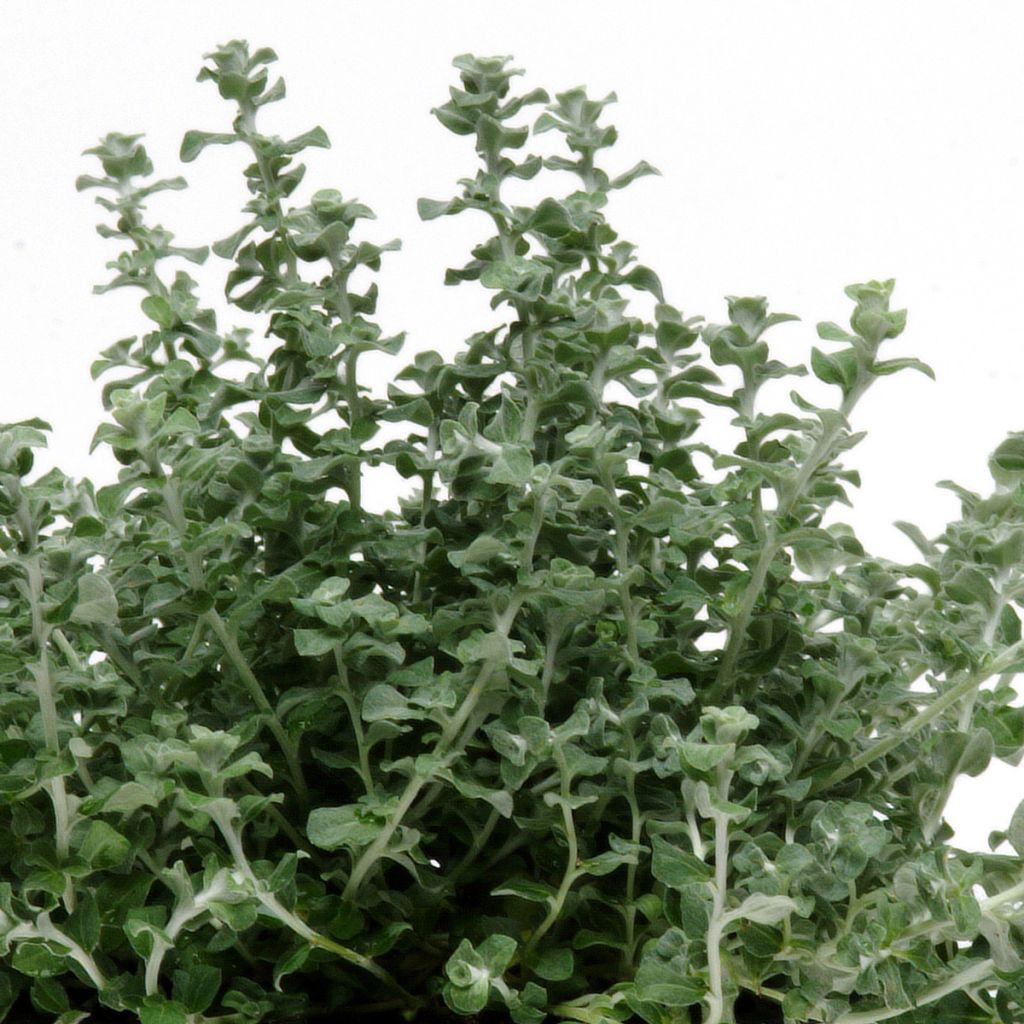 Hopeakäpälä Microphyllum (siemenet)