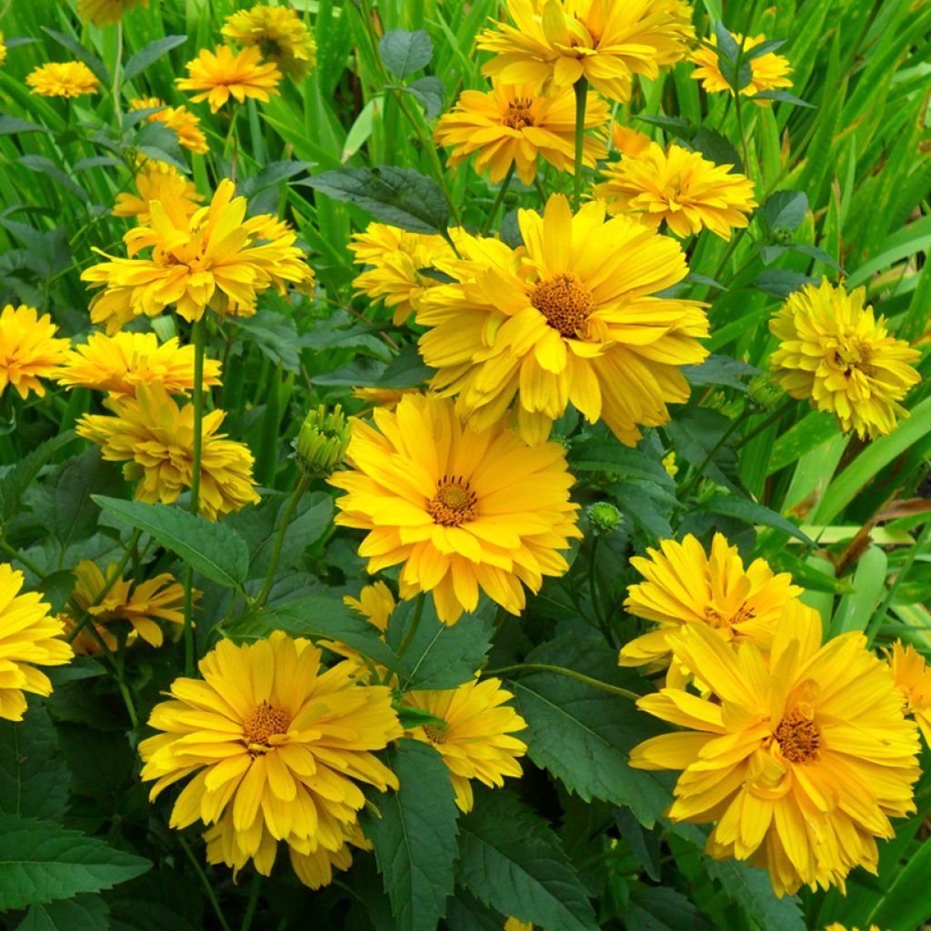 Päivänsilmä Golden Double Hybrids (siemenet)