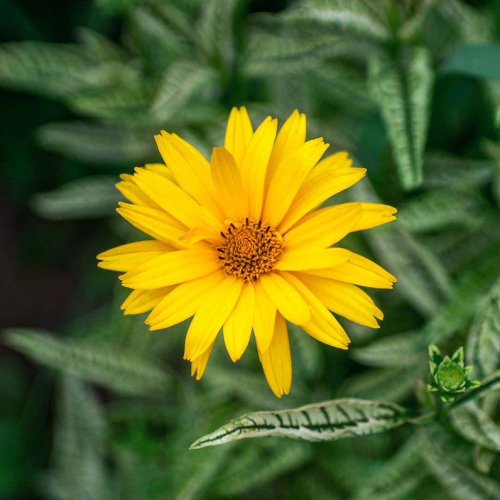 Päivänsilmä Scabra Sunburst (siemenet)