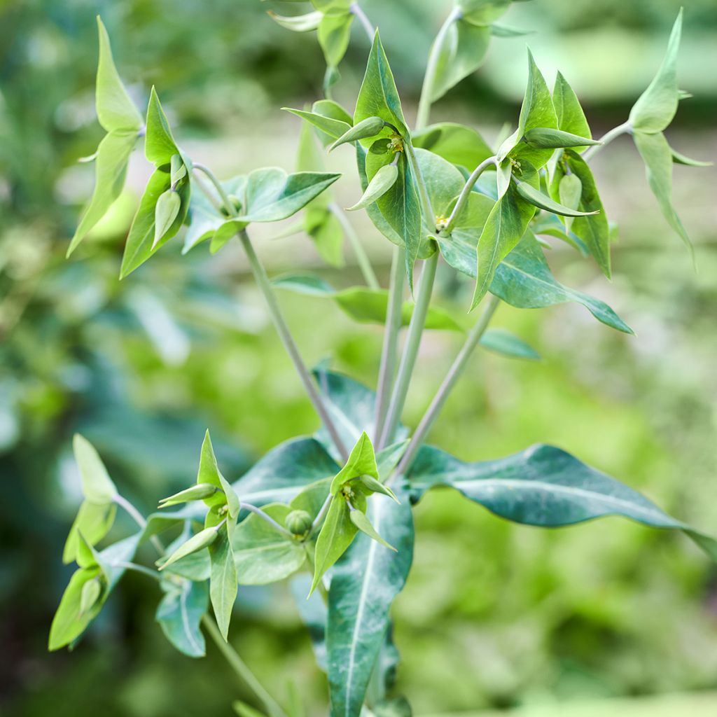 Ristityräkki (siemenet) - Euphorbia lathyris