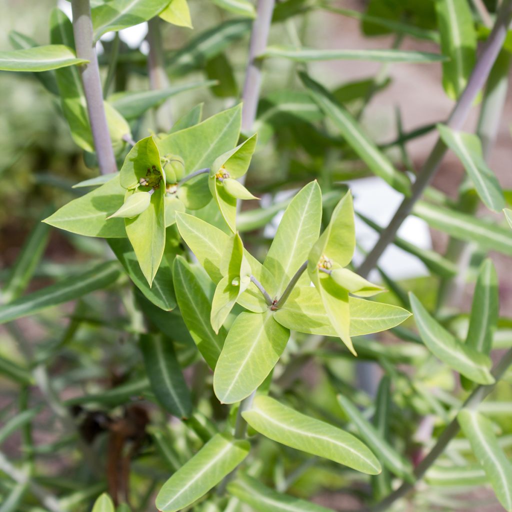 Ristityräkki (siemenet) - Euphorbia lathyris