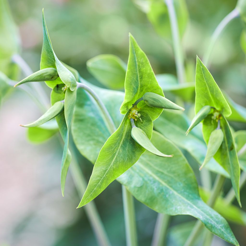 Ristityräkki (siemenet) - Euphorbia lathyris