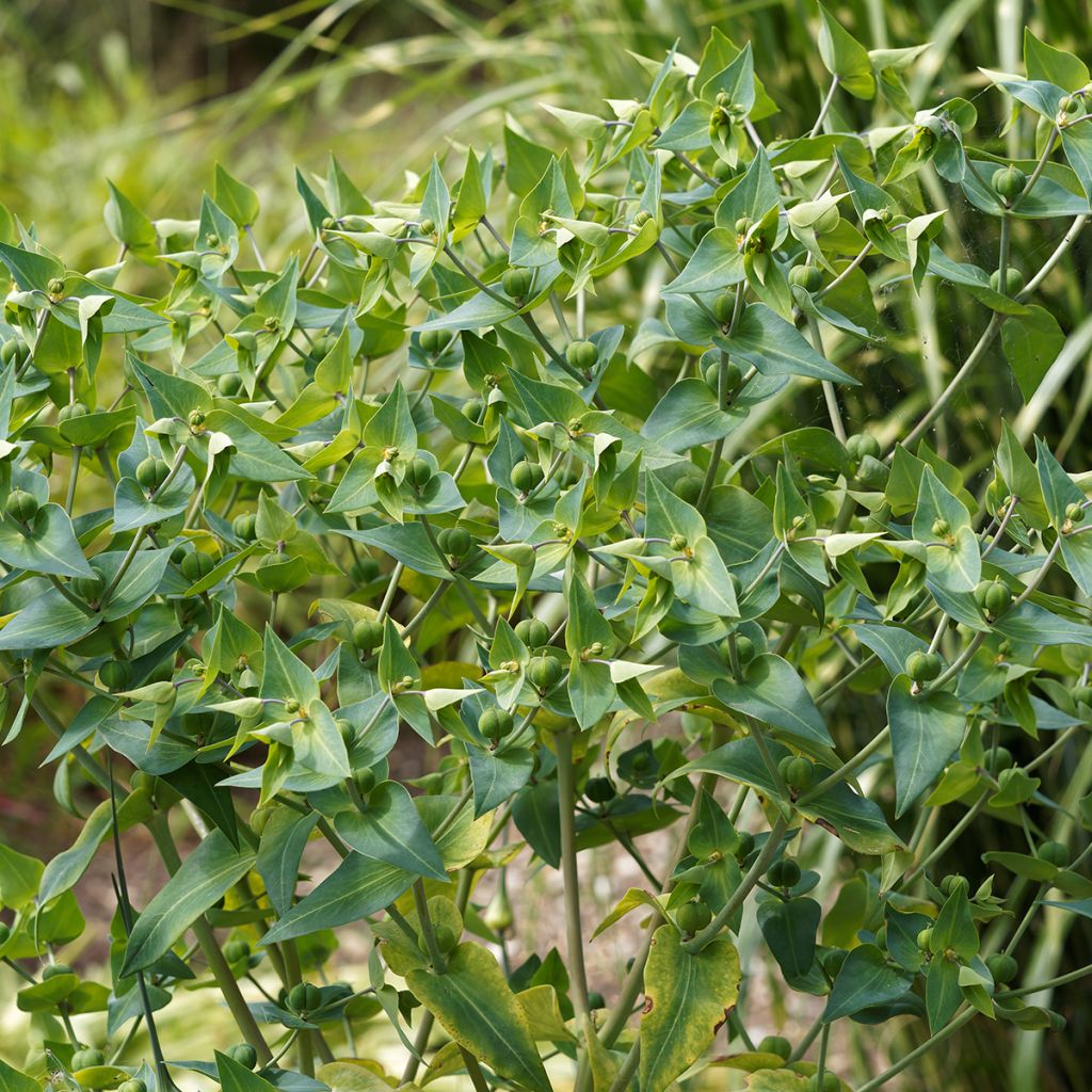 Ristityräkki (siemenet) - Euphorbia lathyris