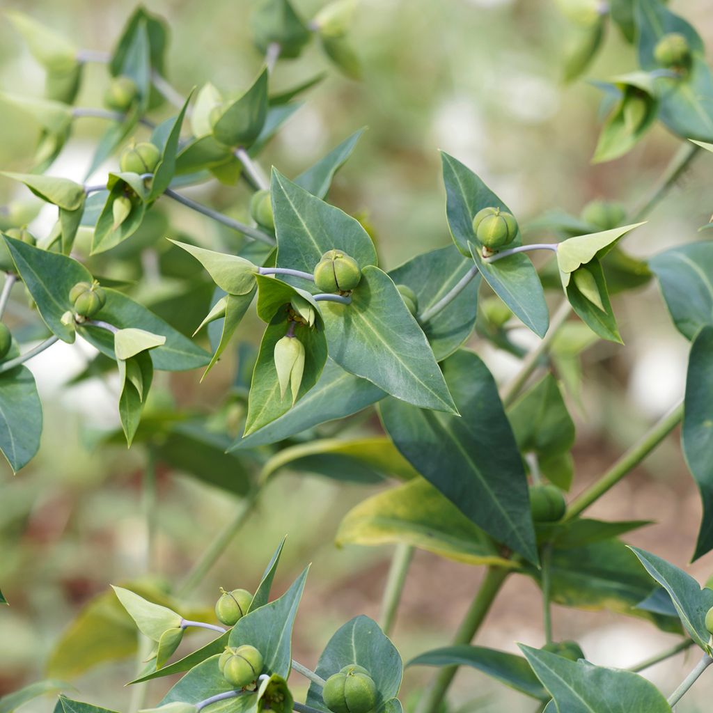 Ristityräkki (siemenet) - Euphorbia lathyris