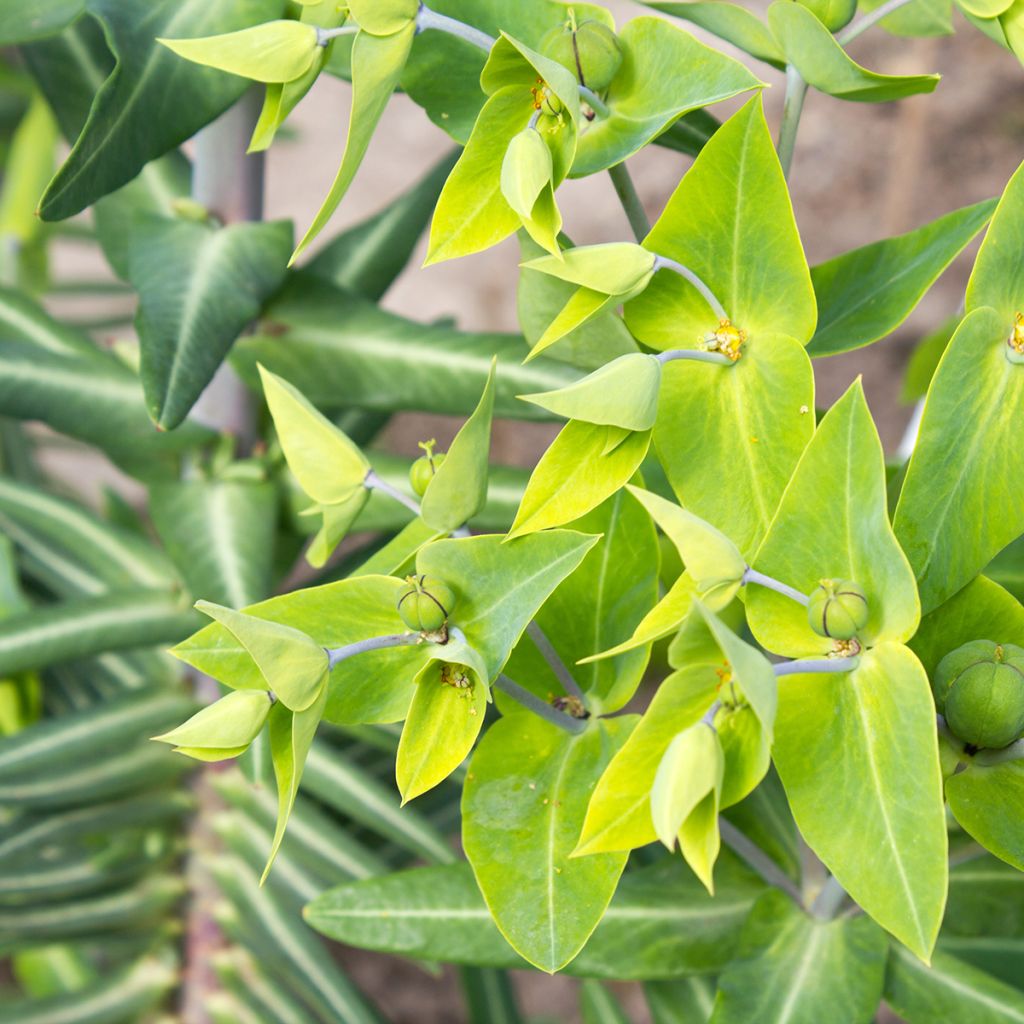 Ristityräkki (siemenet) - Euphorbia lathyris