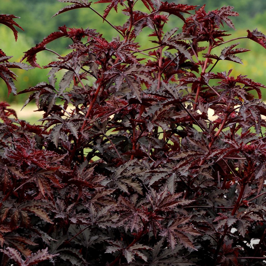 Verihibiskus Mahogany Splendor (siemenet)