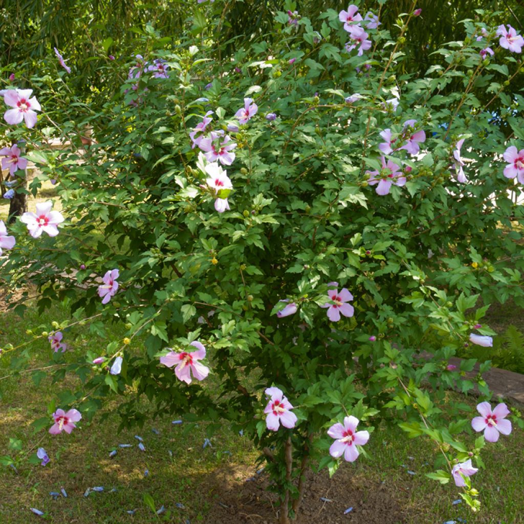 Syyrianhiiskus (siemenet) - Hibiscus syriacus