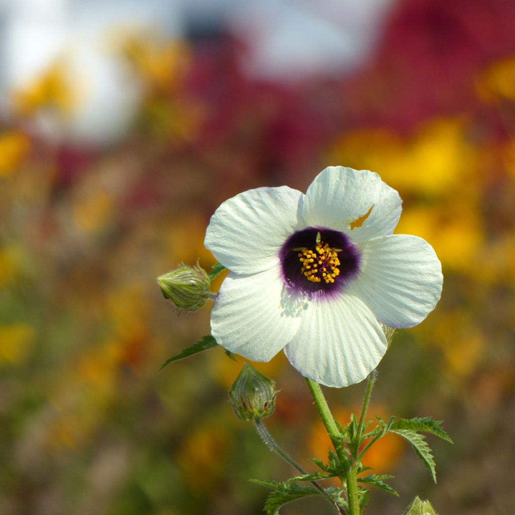 Ajannäyttäjä (siemenet) - Hibiscus trionum