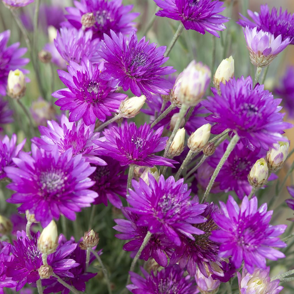 Isopaperikukka Superbissimum Purpureum (siemenet)