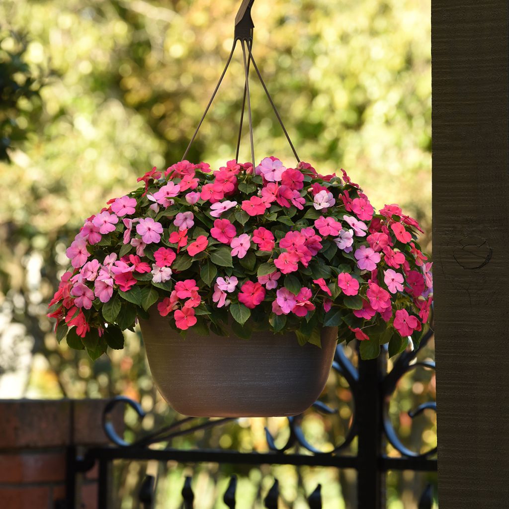 Ahkeraliisa Otway Mix (siemenet)