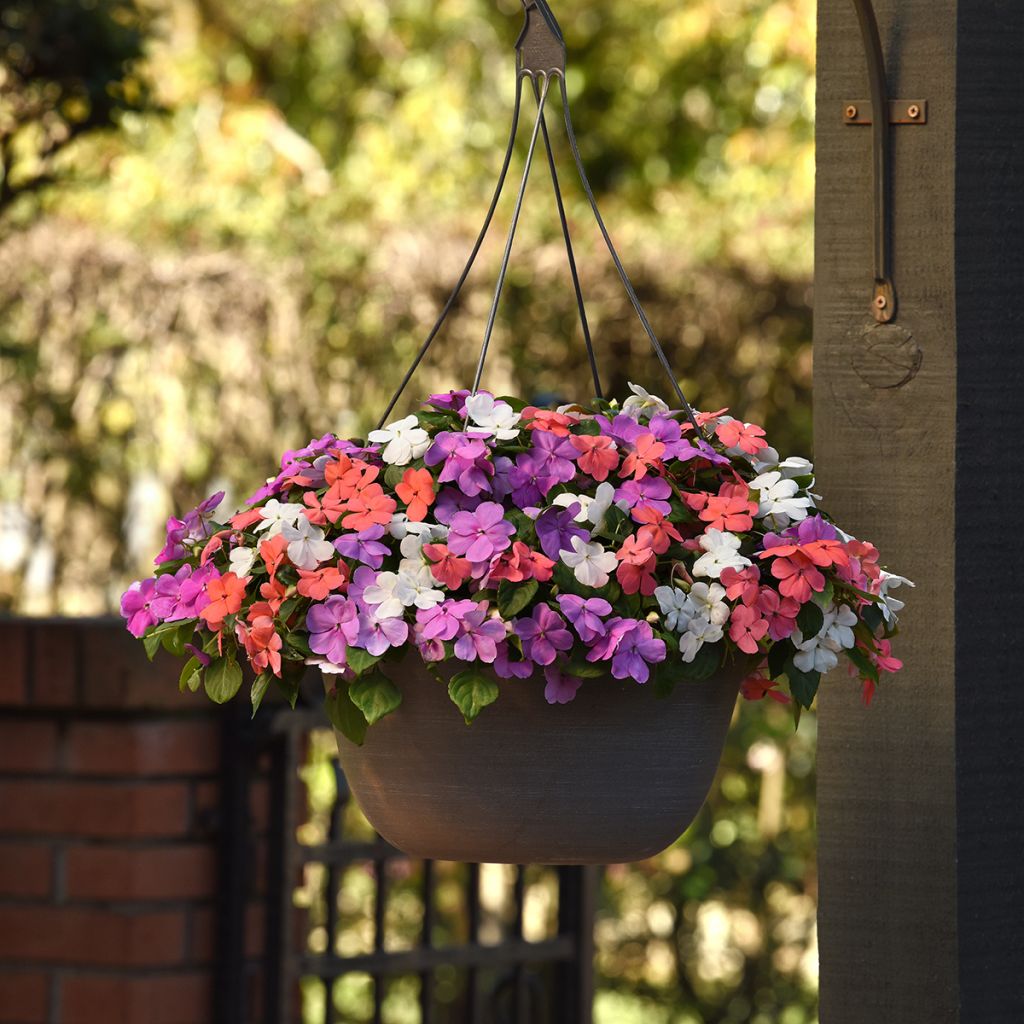 Ahkeraliisa Pearl Island Mix (siemenet)